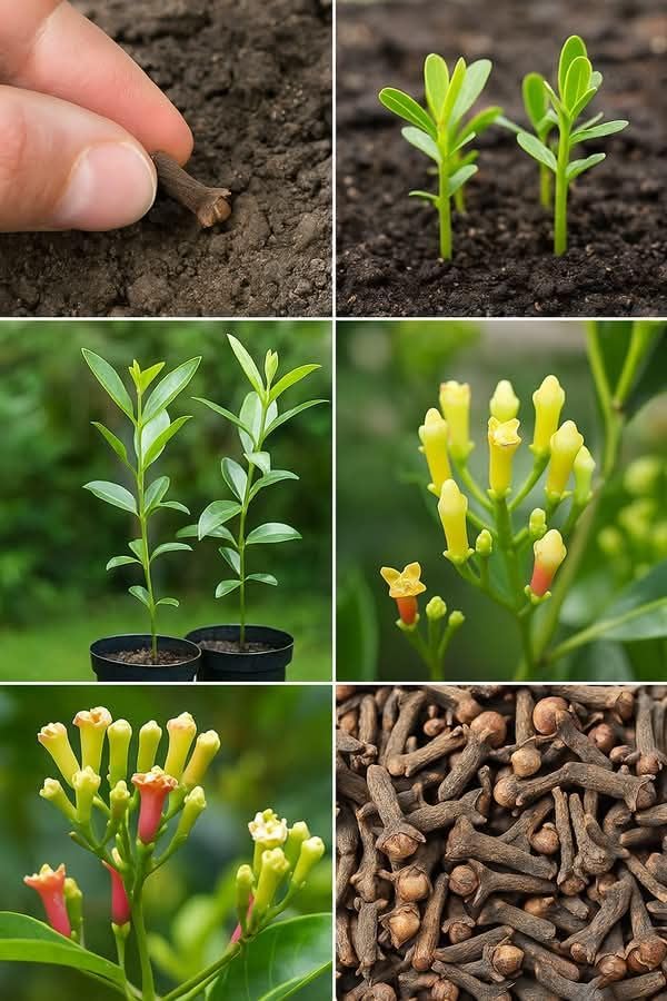 Image of Healthy Live Laung Plant | Clove Lavang Hybrid Variety | Outdoor Spice Plant Pack of 1