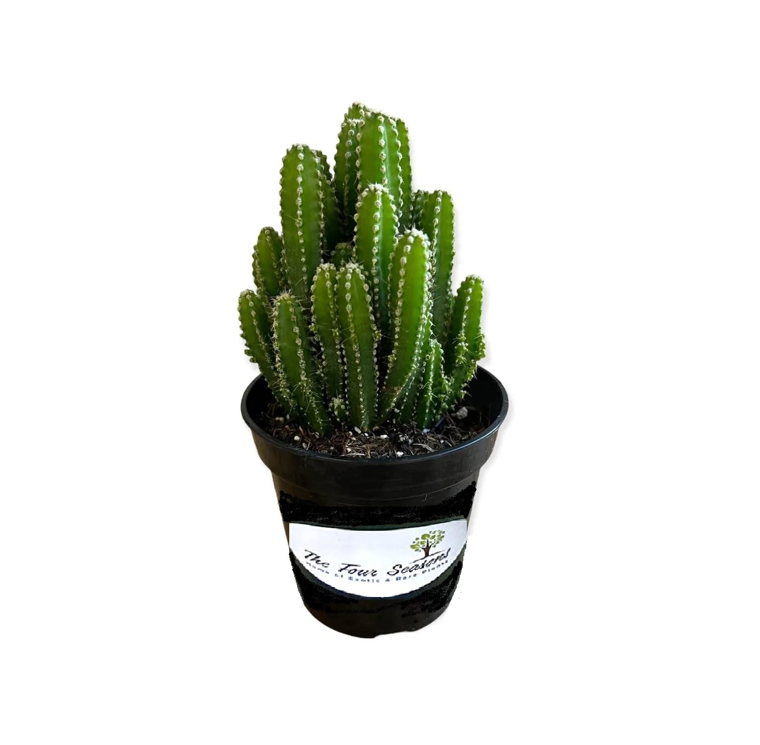 The Four Seasons Tower Cactus | Fairy Castle Cactus | Parodia leninghausii | Rare Natural Live Plant in Pot (B0BTPJCWHP) Amazon Price History, Amazon Price Tracker