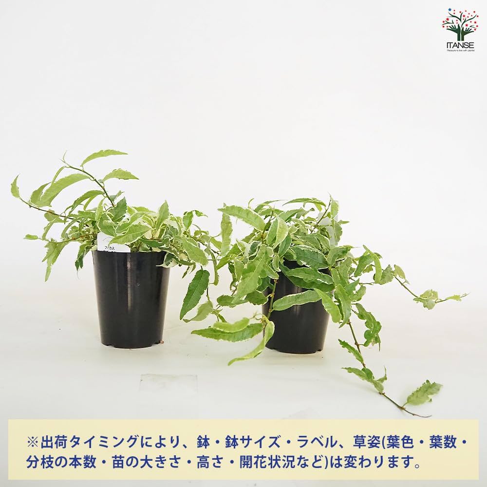 Amazon｜ITANSE フィカス サギッタタ バリエガータ 3号 1