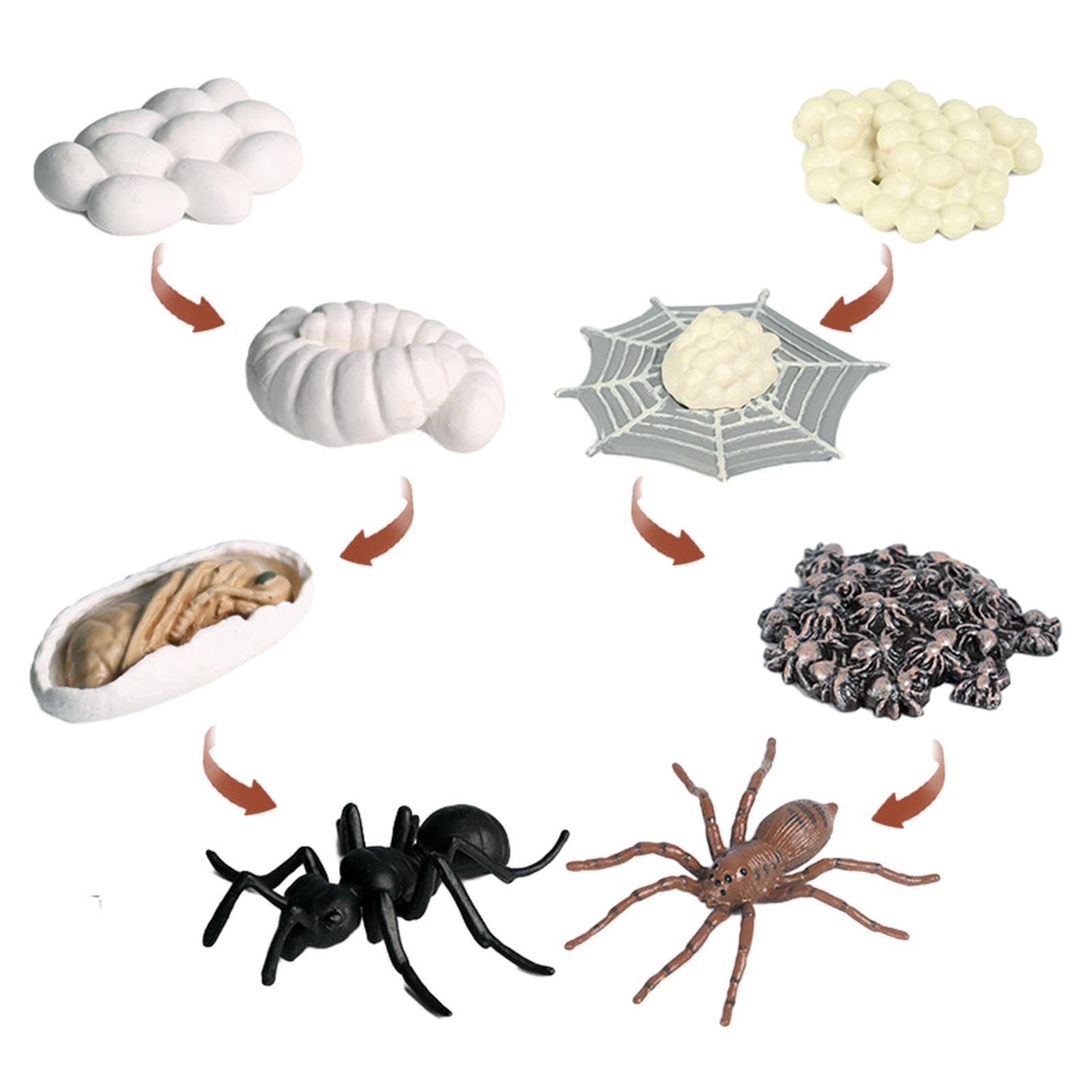 Life Cycle Kit - Spider Growth Cycle Model,Life Cycle Animal Figurines Learning & Education Toys for Kids 3+, Preschool Learning Activities