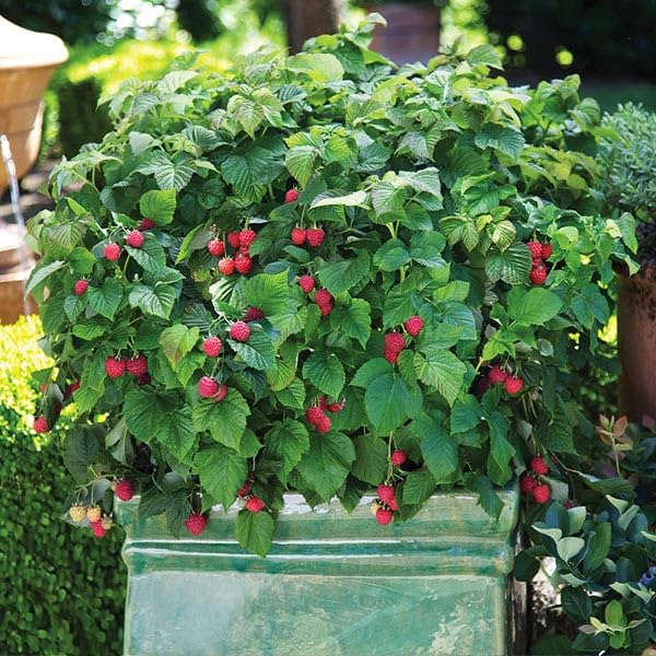 Brighter Blooms - Bushel and Berry® Raspberry Shortcake® Bush, 2 Gallon - No Shipping to AK, AZ, HI