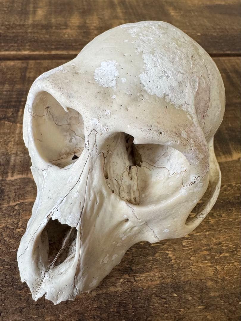猿　頭蓋骨　頭骨　スカル　標本　剥製 Amazon | 猿 頭蓋骨 標本 スカル | 生物・動物・人体 | おもちゃ