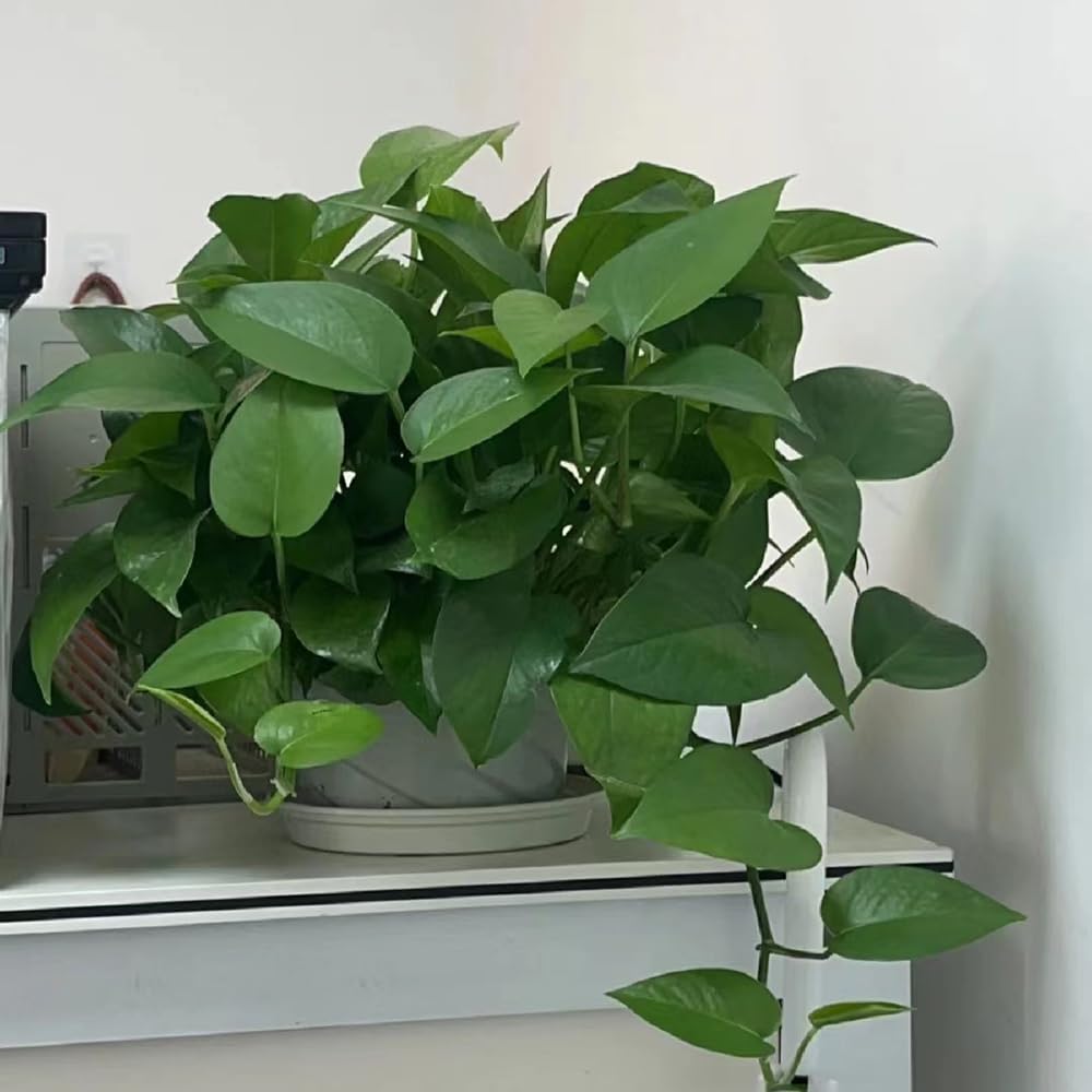350 pcs efeutute zimmerpflanze samen, samen zimmerpflanzen, alte sorten  saatgut, Epipremnum aureum, garten geschenke fr frauen, planzen kruter  balkon, garten geschenk samen kruter, : Amazon.de: Garten