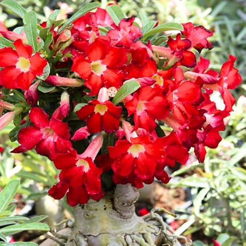 Mixed Desert Rose Plant Live, 4-7" Tall, Adenium Obesum Well-Rooted Succulent for Indoor Outdoor Displays
