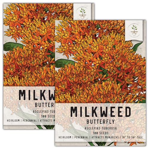 Seed Needs Orange Butterfly Milkweed Seeds for Planting - Heirloom & Untreated - Grow a Butterfly Garden to Attract Monarch Butterflies & Pollinators (2 Packs)