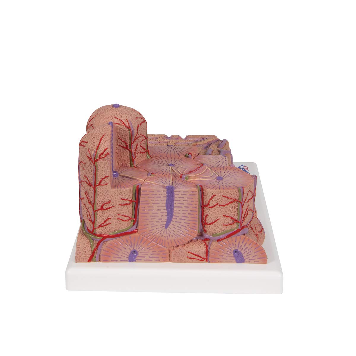 3B Scientific Menschliche Anatomie - 3B MICROanatomy™ Leber + kostenlose Anatomie App - 3B Smart Anatomy