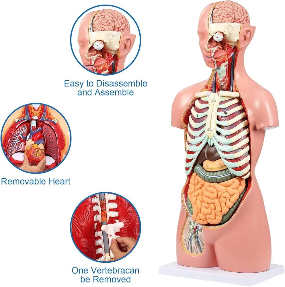 Modello anatomico del Torso Umano Rimovibile in 19 Parti, 85 cm, con Cuore, Cervello, organi viscerali, Strati muscolari, Ossa, vasi e nervi, Manuale per l'educazione Medica e scientifica