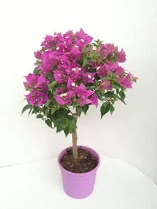 Albero Finto Di Bouganvillea Pensile, Rosa/Viola, 1,8 Metri