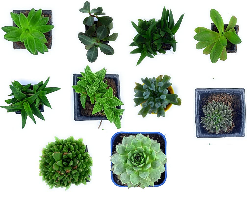 Creative Farmer Succulents Succulent Plants Live Combo Indoor Plant - (Set Of Any 10 Assorted Combo) (B09HCSBB1X) Amazon Price History, Amazon Price Tracker
