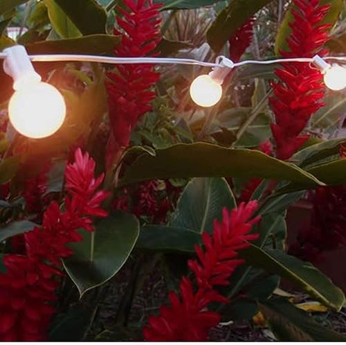 Miniatura 7 de Romasaty - Extensión de luces, para exterior con bombillas G40 tipo Edison transparente