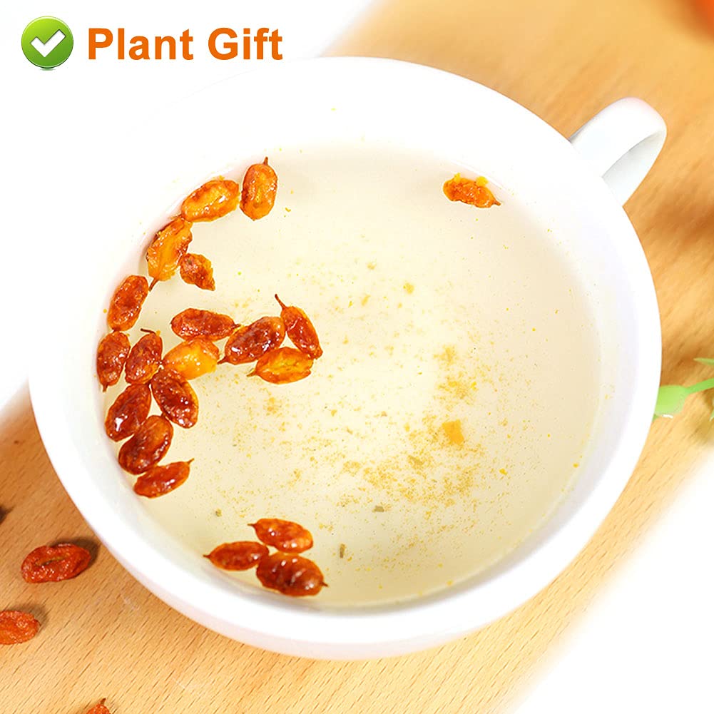 PlantGift Dried Sea Buckthorn Berries 80G/2.82oz 沙棘果 Whole Berries,Dried Extremely Gently, No Additives, High B12 Content, Organic Dried Fruit