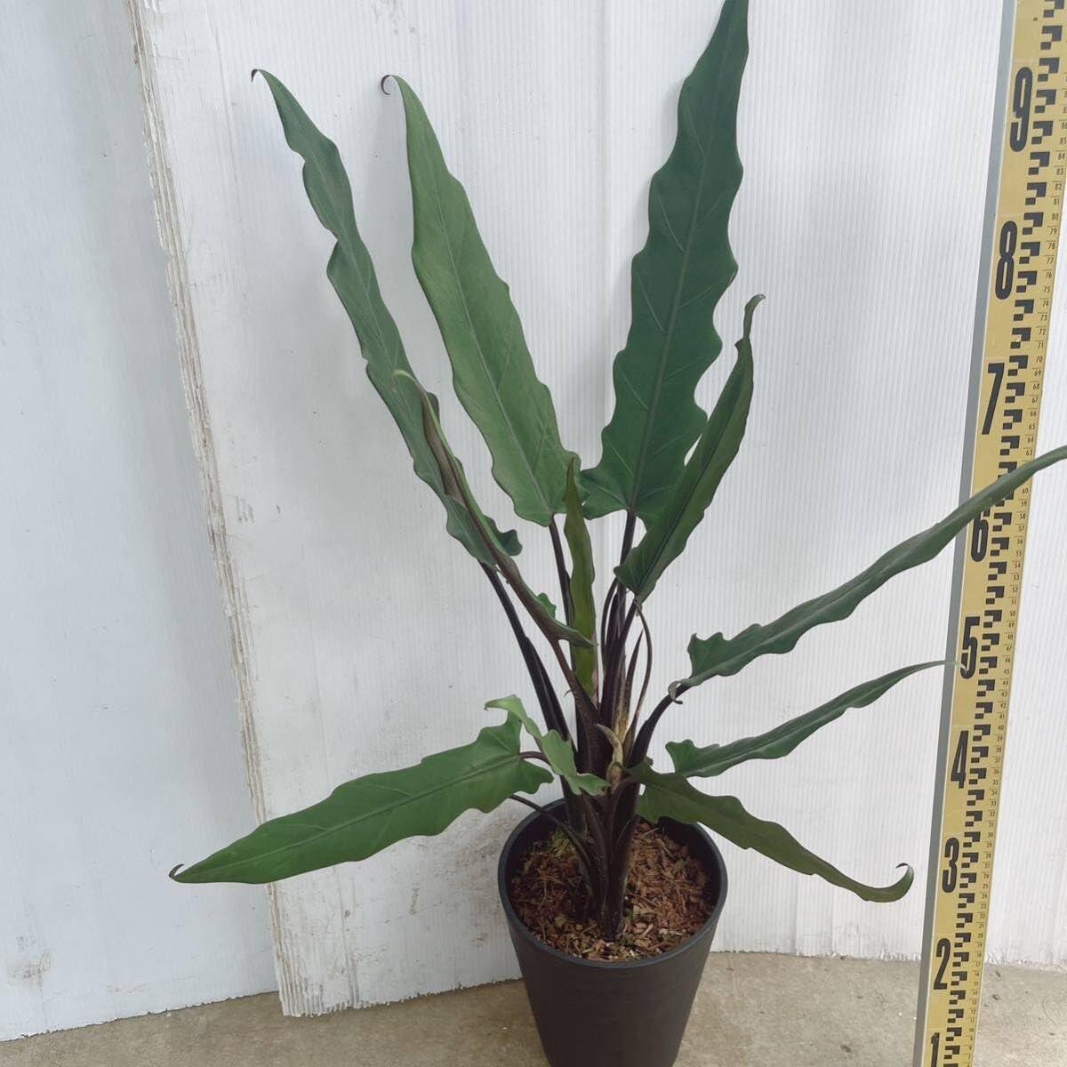 Amazon｜観葉植物 アロカシア ラウテルバキアナ7号 品種レア 大型大株