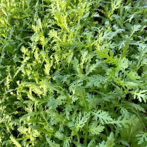 semillas de crisantemo comestibles, semillas y plantas de hortalizas Semillas de crisantemo coronarium, Plantas resistentes para el jardín. semillas de hierbas de jardín semillas de 700pcs