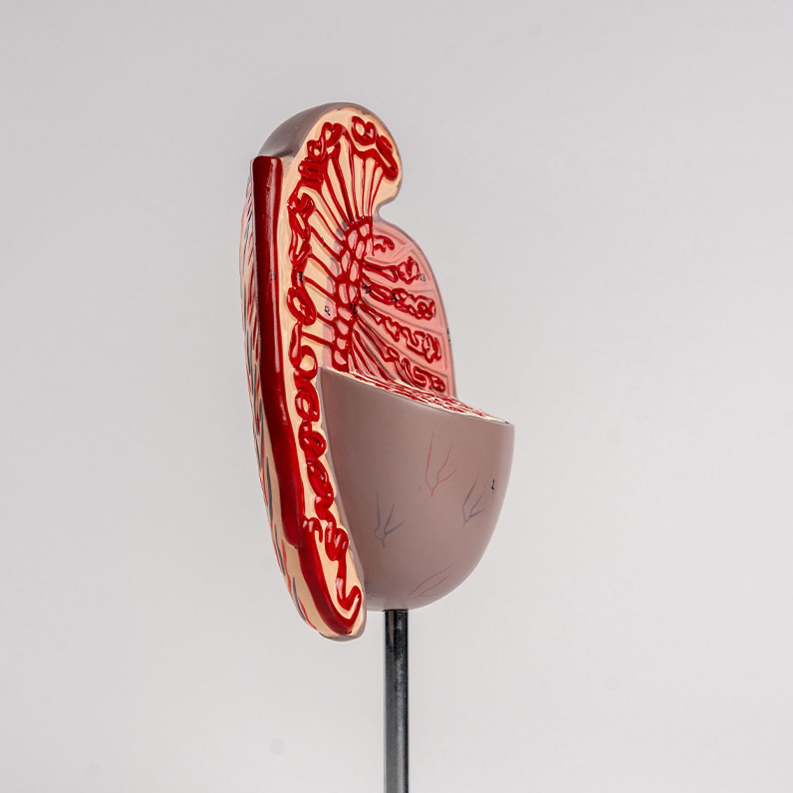 Ludzki model anatomii jąder, męskie narządy rozrodcze Model anatomiczny do nauki Edukacja Pomoce dydaktyczne Demonstracja Wyposażenie laboratorium naukowego dla szkoły