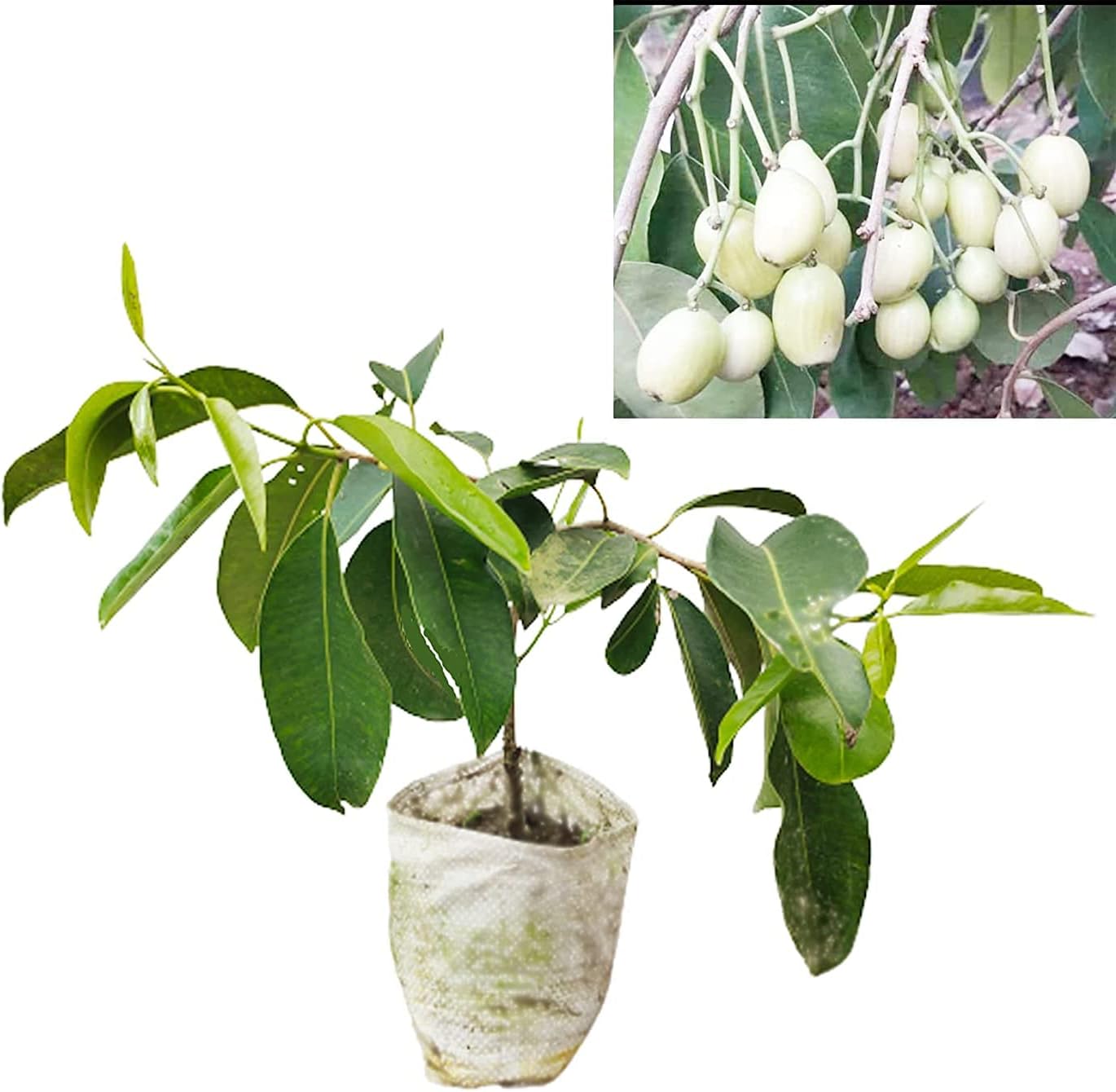 Healthy Vibe With Green Jamun Grafted Fruit Plants Dwarf White jamun Plants