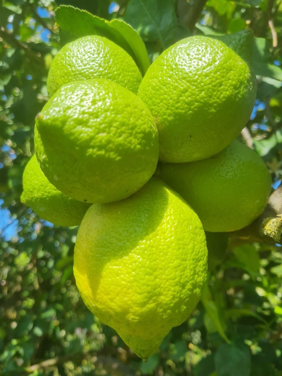 Estock1food Limoni freschi non Trattati 100% Biologici 10KG CALIBRO MISTO Prodotti in Sicilia buccia edibile prodotto top