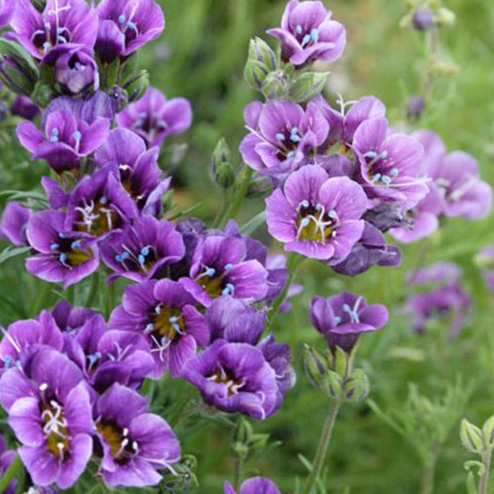 カタログギフトも ギリア トワイライト 3 5号ポット苗 4個セット 品種で選べる花苗 商品の特性上 背丈 形 大きさ等 植物には個体差がありますが 同規格のものを送らせて頂いております また 植物ですので多少の枯れ込みやキズ等がある場合もございます 予めご了承