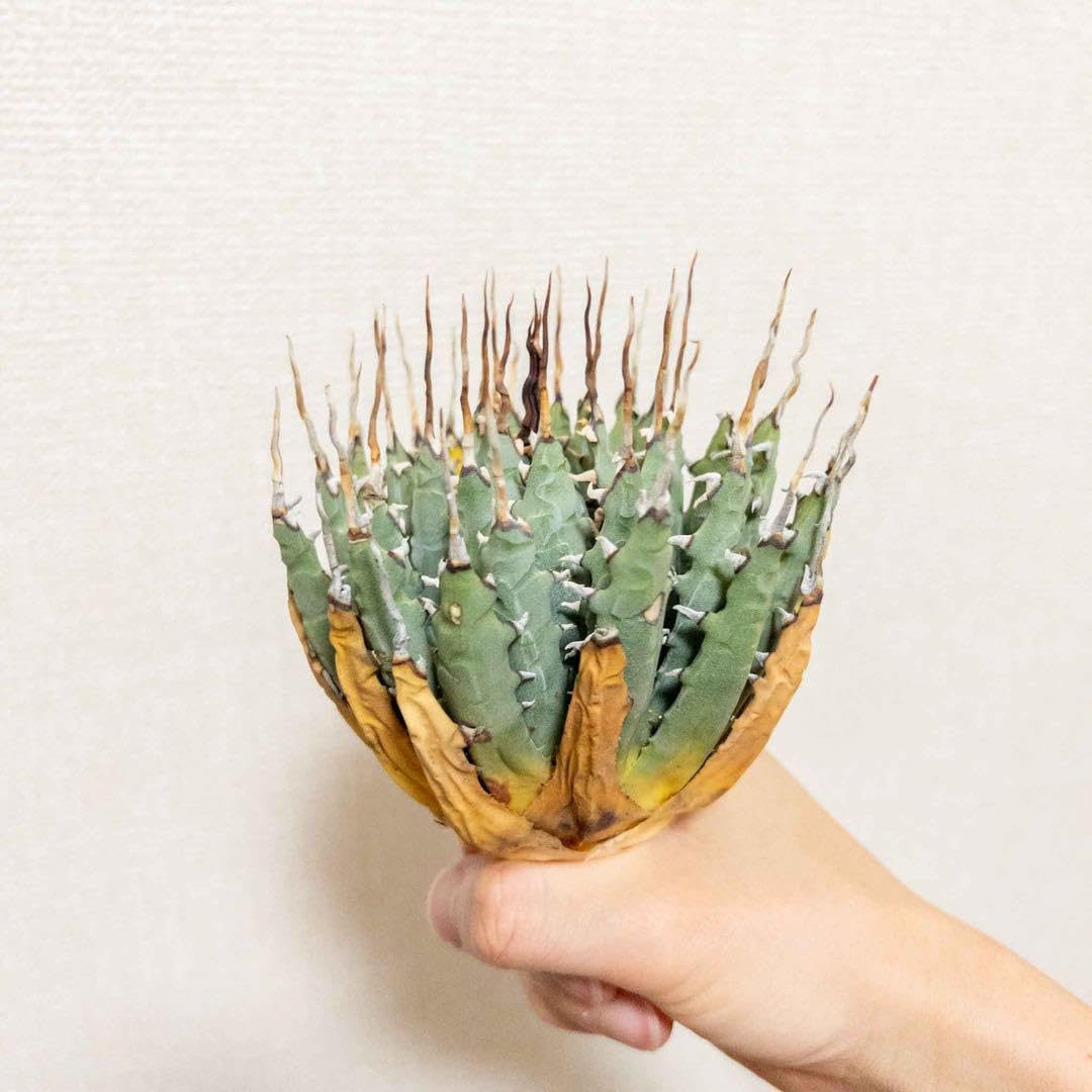 6 ユタエンシス エボリスピナ 現地株 ベアルート 陽炎 アガベ 14