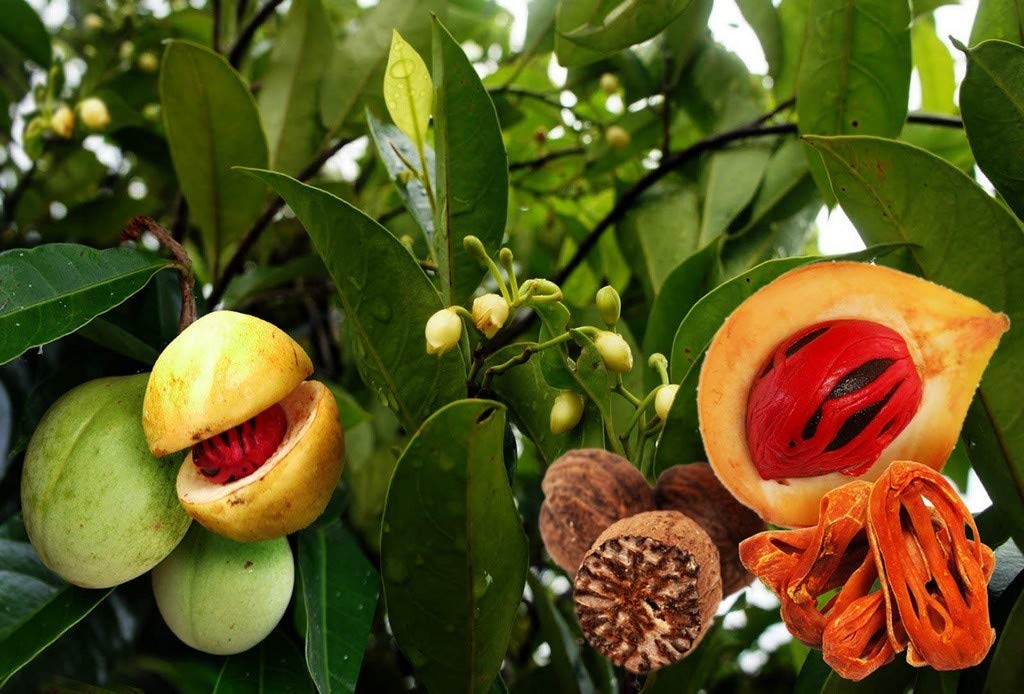 See full amazon price history chart for Creative Farmer Live Plant Reddish Seed Nutmeg (Myristica Fragrans) Jathi (Tree) (1 Healthy Live Fruit Plant) Creative Farmer Live Plant Reddish Seed Nutmeg (Myristica Fragrans) Jathi (Tree) (1 Healthy Live Fruit Plant) (B08Q8NFC66) Amazon Price History, Amazon Price Tracker