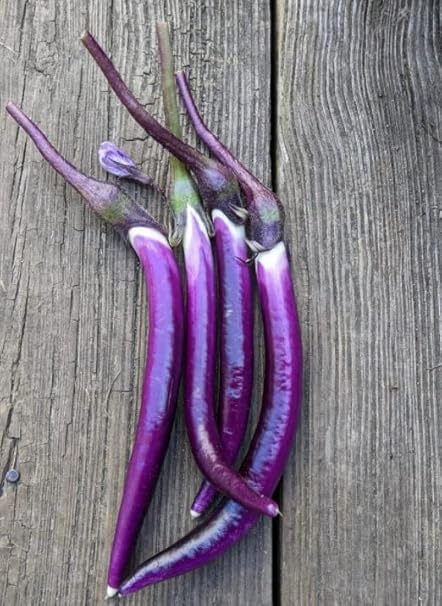 UGRA Chinese String Eggplant-G192BR-150Seeds