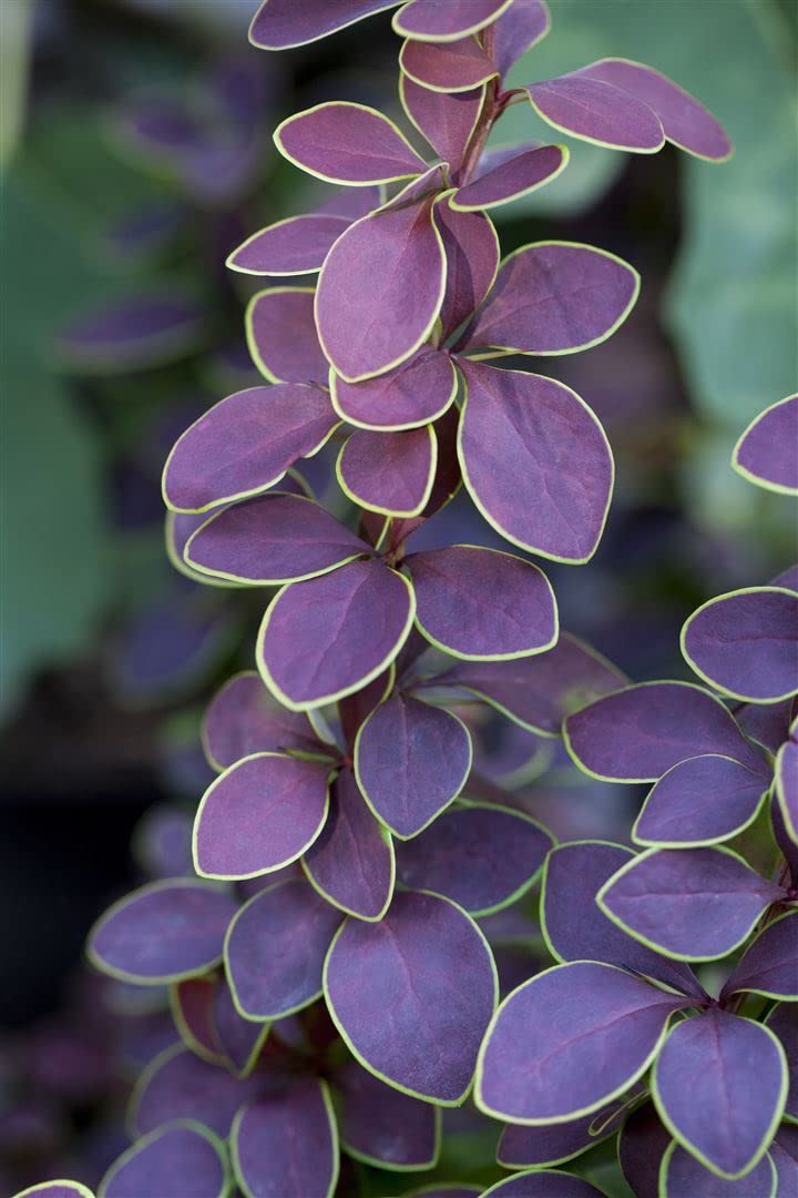 Berberitze Berberis thunbergii Golden Ring 40-60 cm winterhart