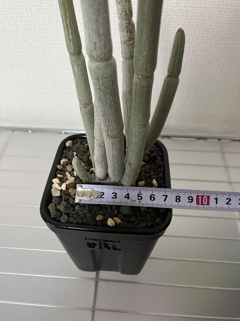 Amazon.co.jp: セロペギアフスカ SRLセラミックPOT 現地球 発根