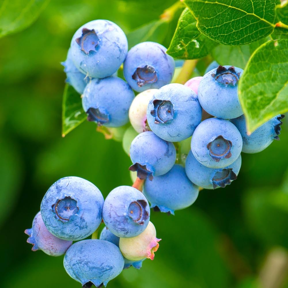 Amazon.co.jp: ITANSE ブルーベリー パウダーブルー 大実