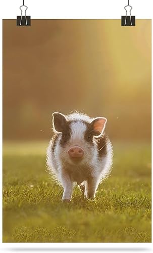 Miniatura 7 de Mini Pig Walking in The Yard at Sunset Retro Poster Sticker Art Painting Self Adhesive Print Picture for Living Room Home Dorm Decoration
