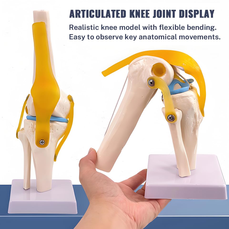 Life-Size Knee Joint Model with Ligaments Flexible Hand-Painted Anatomical Structure for Teaching & Demonstration PVC Material 12 Inches Tall product thumbnail 3