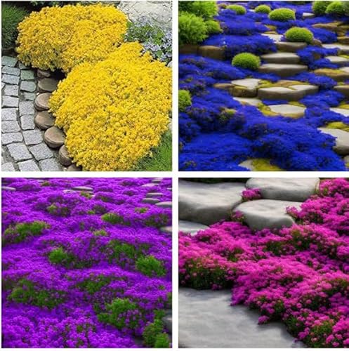 200Pcs Creeping Seeds, Flower Seeds Ground Cover Carpet Spreading Thyme, Creeping Perennial Flowering Garden (1, Mix Colors)