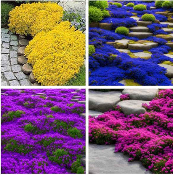 200Pcs Creeping Thyme Seeds Flower Seeds Ground Cover Carpet Spreading Thyme Perennial Flowering Garden for Outdoor