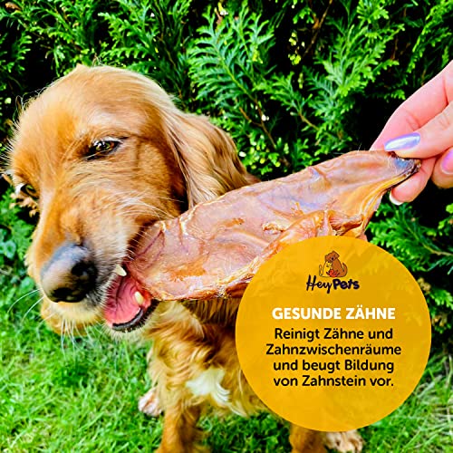 Hey Pets Schweineohren für Hunde & Welpen, Beste Hunde Leckerlis, Ideale Zahnreinigung, 100% natürlich, getreidefrei, Kauartikel, Kausnack (Beutel mit 10 Stück)