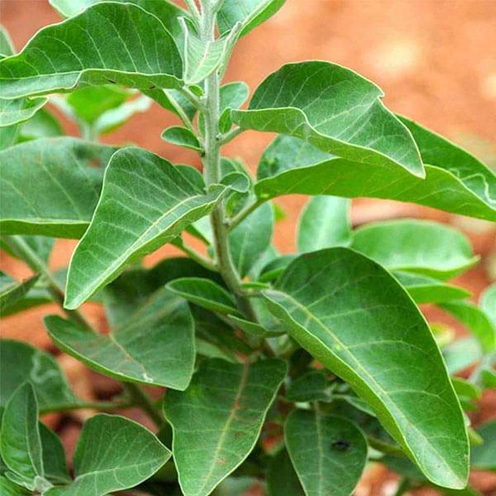 LIVE GREEN Herb Seeds | Ashwagandha Medicinal Plant Seeds For Planting in Home Garden (100 Seeds Pack), (LG-HBRD-FL1784) (B09BVJ9PMQ) Amazon Price History, Amazon Price Tracker