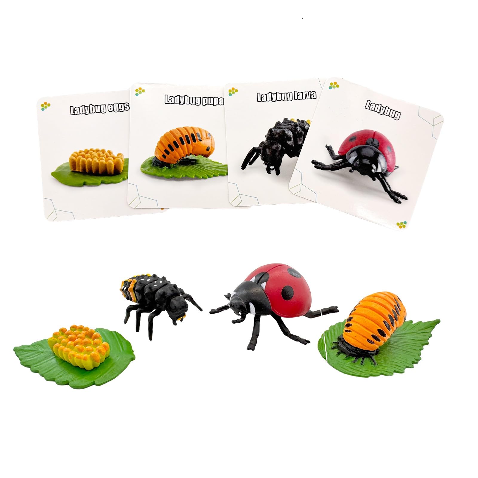 Montessori Life Cycle Animal Figures with Flash Cards, Lifelike Animal Growth Cycle Biological Model Set (Ladybug)