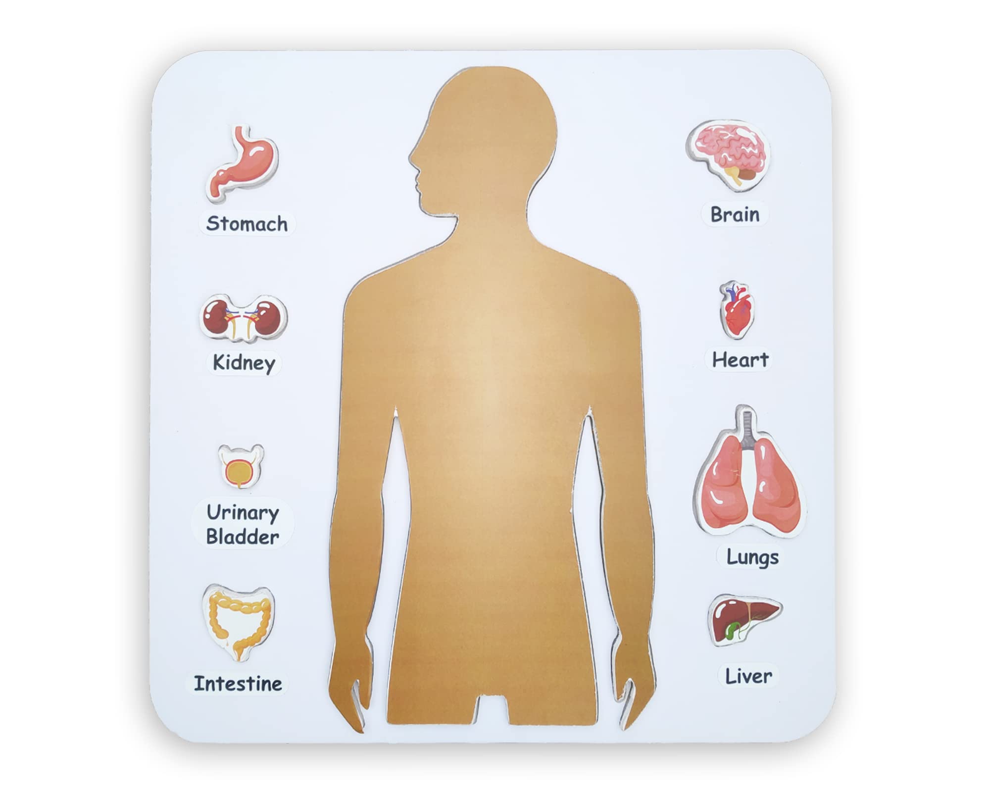 Preschool Game for Learning Human Body Parts Anatomy Skeleton - Educational Wooden Puzzles - Gift Toys for Boy and Girl