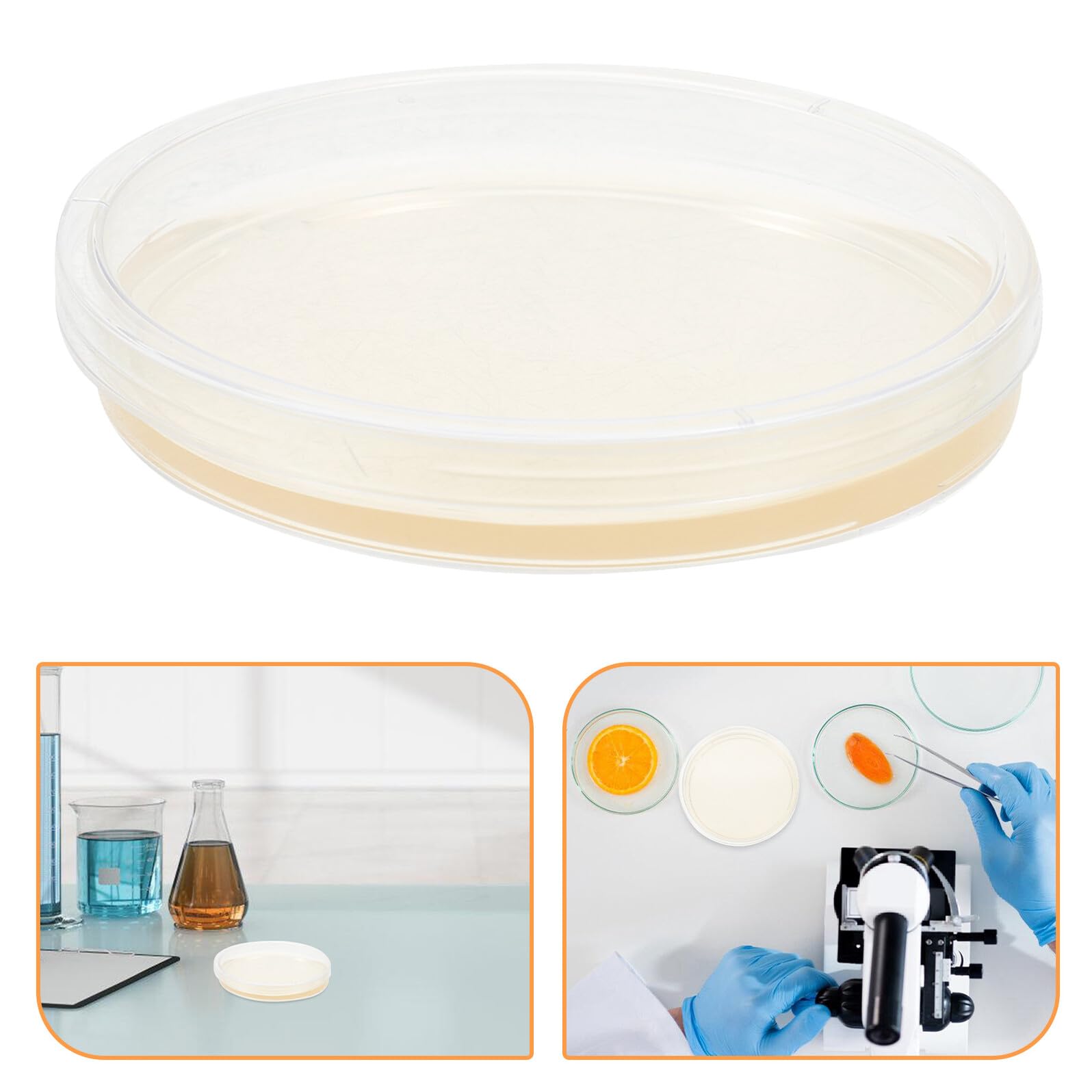 20pezzi Piastre di Petri Trasparenti Pre-confezionate Agar Nutritivo per Laboratorio Scientifico Adatte Microbiologia Esperimenti di Ricerca e Analisi in Classe