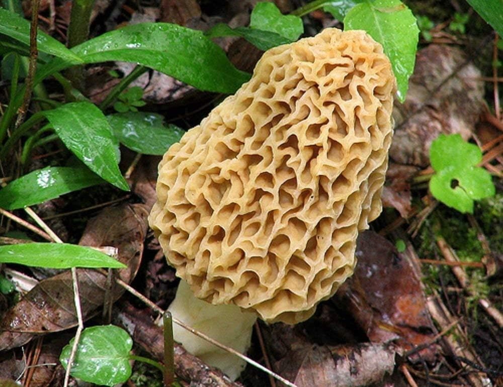 Eunivus rel Mushroom Spores in Sawdust Mushroom See