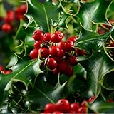  Houx de Meserve Blue Prince - Ilex Meserveae Blue Prince 40cm en Pot - Plante - Floraison Mai à Juin - Couleur de la Fleur - Hauteur 2-3 m