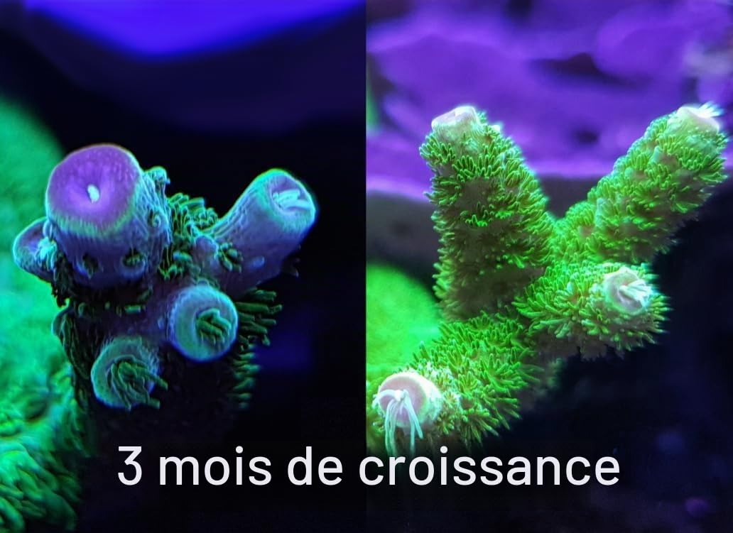 Red Sea Reef Energy Plus AB+ 250 ml : Complément pour coraux en aquarium, 250 ml, 0,371 kg