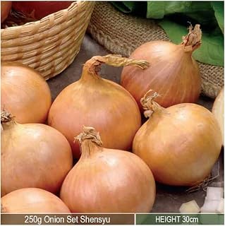 250grams x Onion Sets Senshyu- Reliable Successful Variety- Good Produce- for an Abundant Kitchen Garden