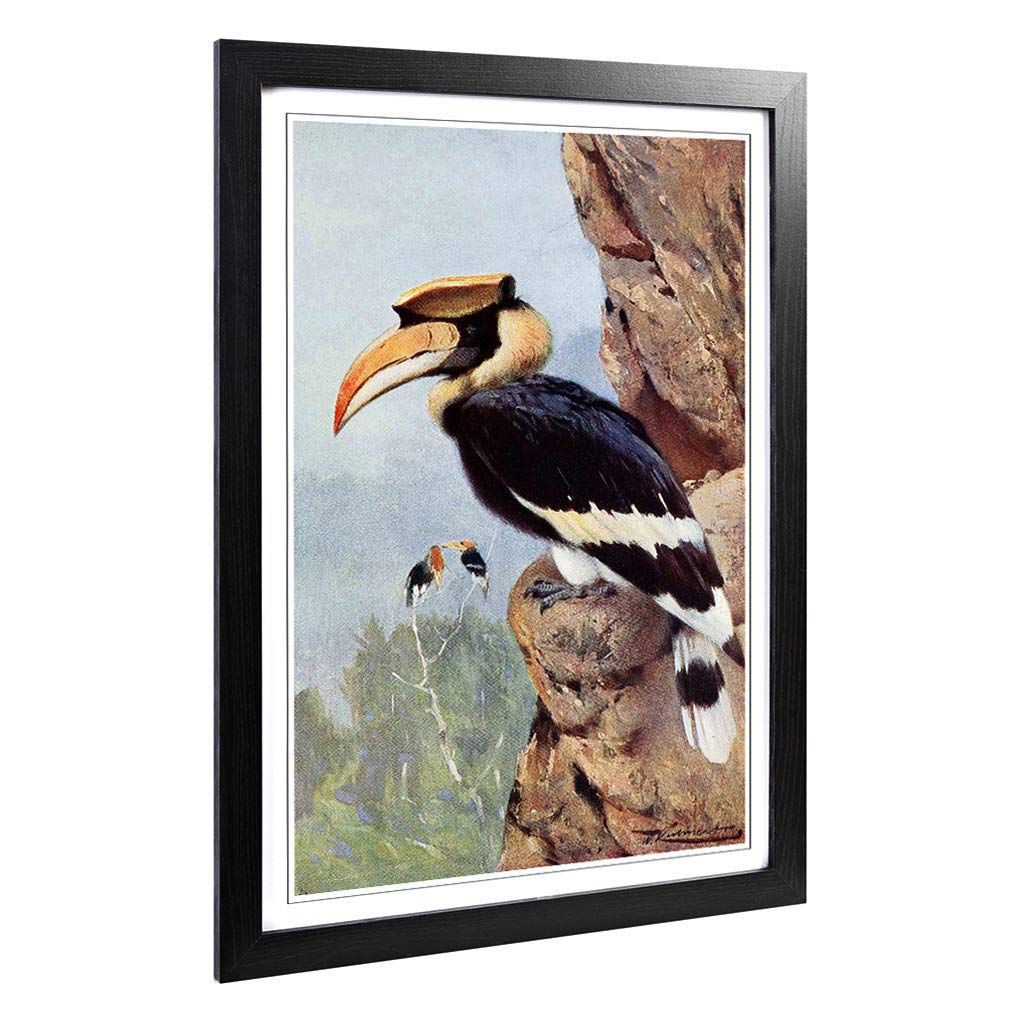 Big Box Art Framed Print of Vintage W Kuhnert Pied Hornbill Design | Wall Art Picture | Home Decor for Kitchen, Living Room, Bedroom, Hallway, Black, A2 / 24.5x18 Inch / 62x45cm