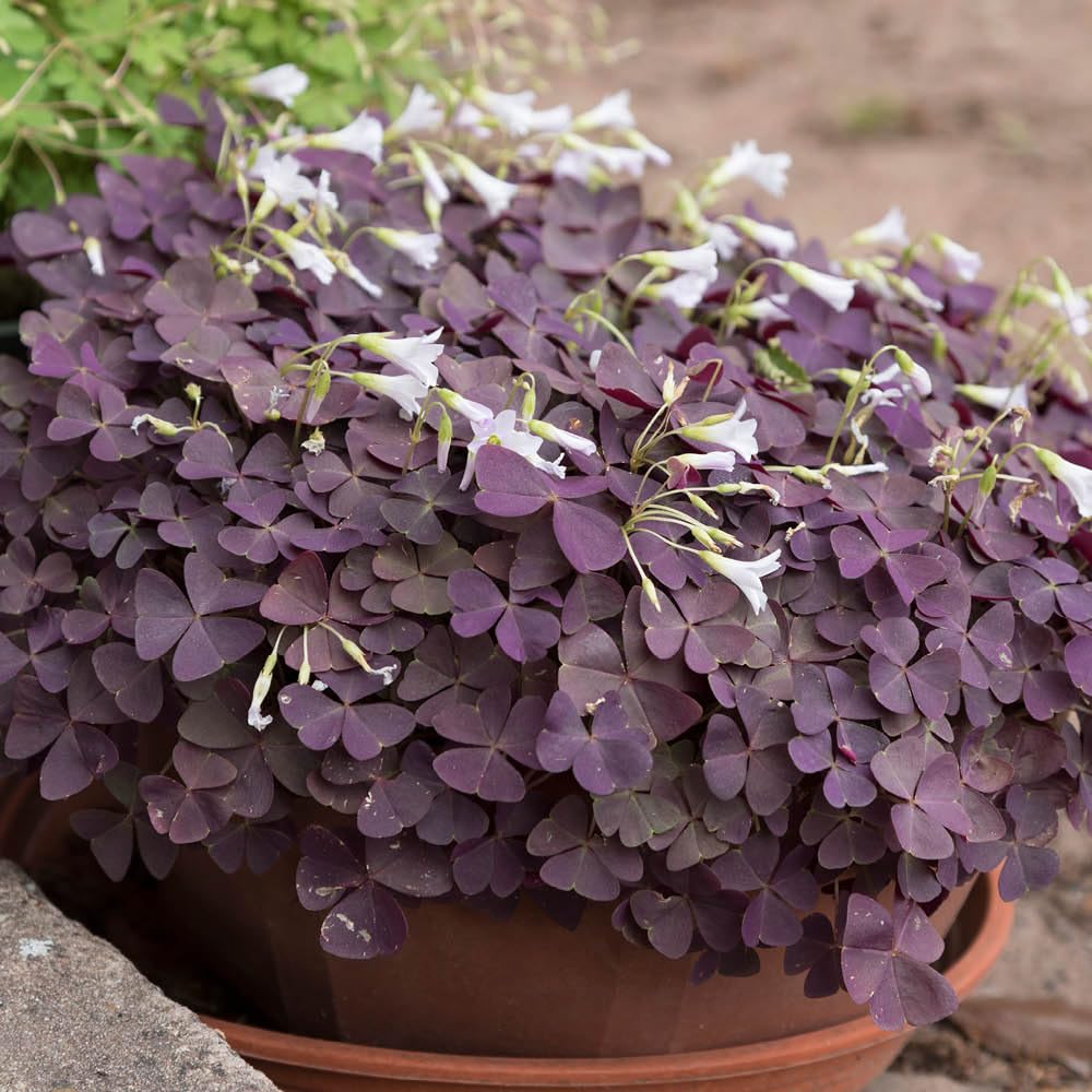 YouGarden Purple Shamrock Houseplant, Oxalis triangularis, Established Plant in 10.5cm Pot, Ready to Plant and Display, Purple Foliage Indoor Plant, False Shamrock