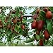 50 Chinese Date Tree Seeds, Ziziphus Jujube Var Spinosa - Dehulled