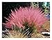 Produktbild 1 x Muhlenbergia capillaris 1 Liter (Ziergras/Gräser/Winterhart) Rosa Haargras BLICKFANG