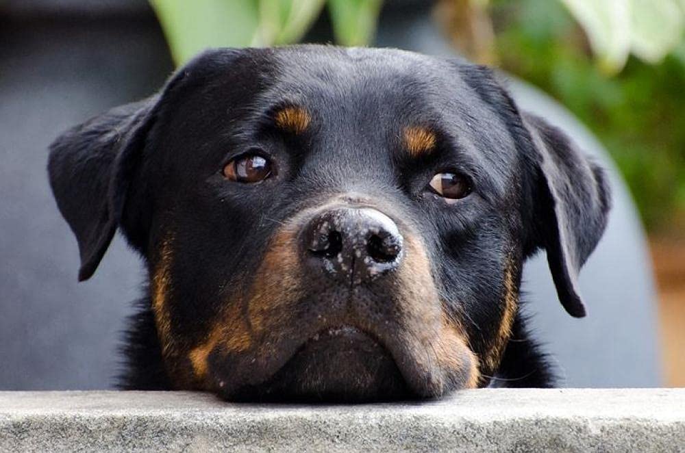 Cross Stitch Kits for Adults Beginners Gifts pre Printed Rottweiler Animal for bedrooms DIY 11ct Stamped Cross Stitch kit Canvas Handmade Needlework UK Funny Easy Home Wall Decoration
