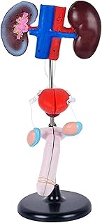 Study Model Human Genitourinary System Model - Human Organ Anatomy Model Male Genitourinary Model - PVC Material Genitourinary Anatomical Model - for Medical Educational Training Aid (Color : A)