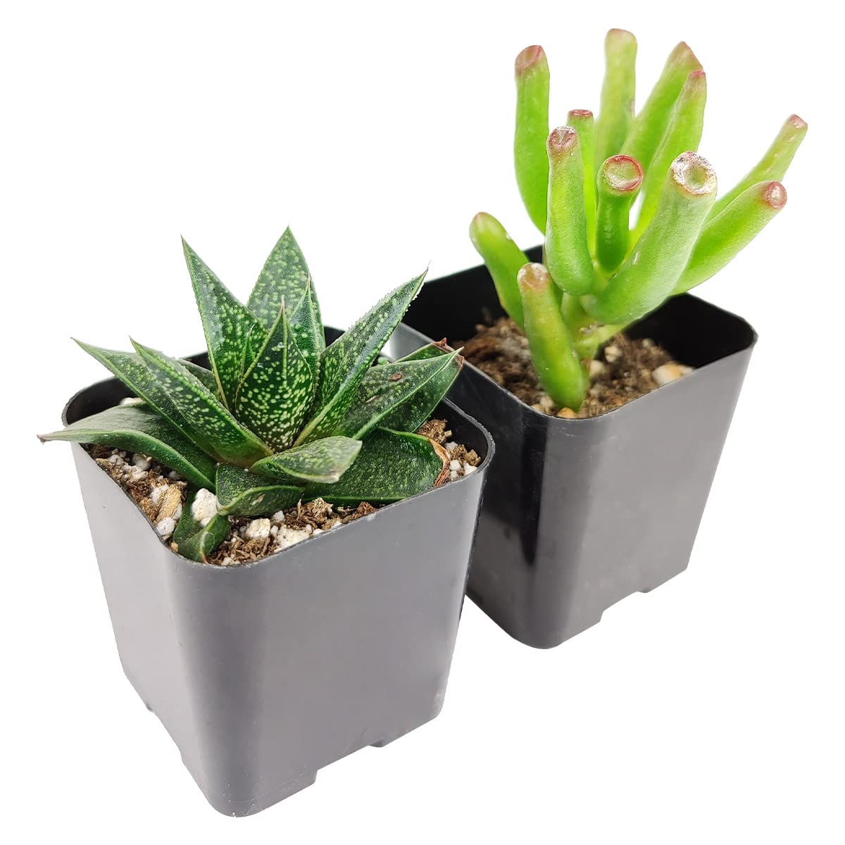 Amazon.com : Indoor Succulent Pack | Set of 2/4/6/8/10/24/36