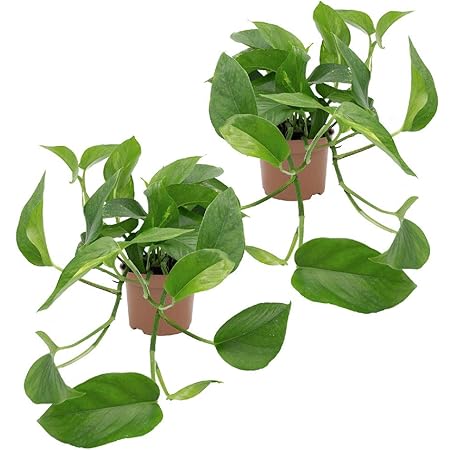 Dominik Blumen und Pflanzen, Efeutute, Epipremnum aureum, 2 Pflanzen, Zimmerpflanzen, rankend, Ampelpflanzen