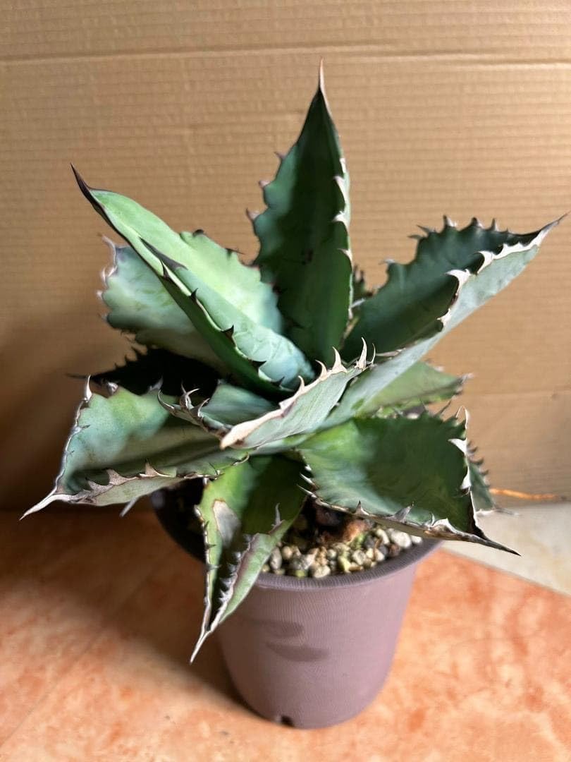 アガベ チタノタブルー 地植えなどに ③アガベ チタノタ ブルー実生苗