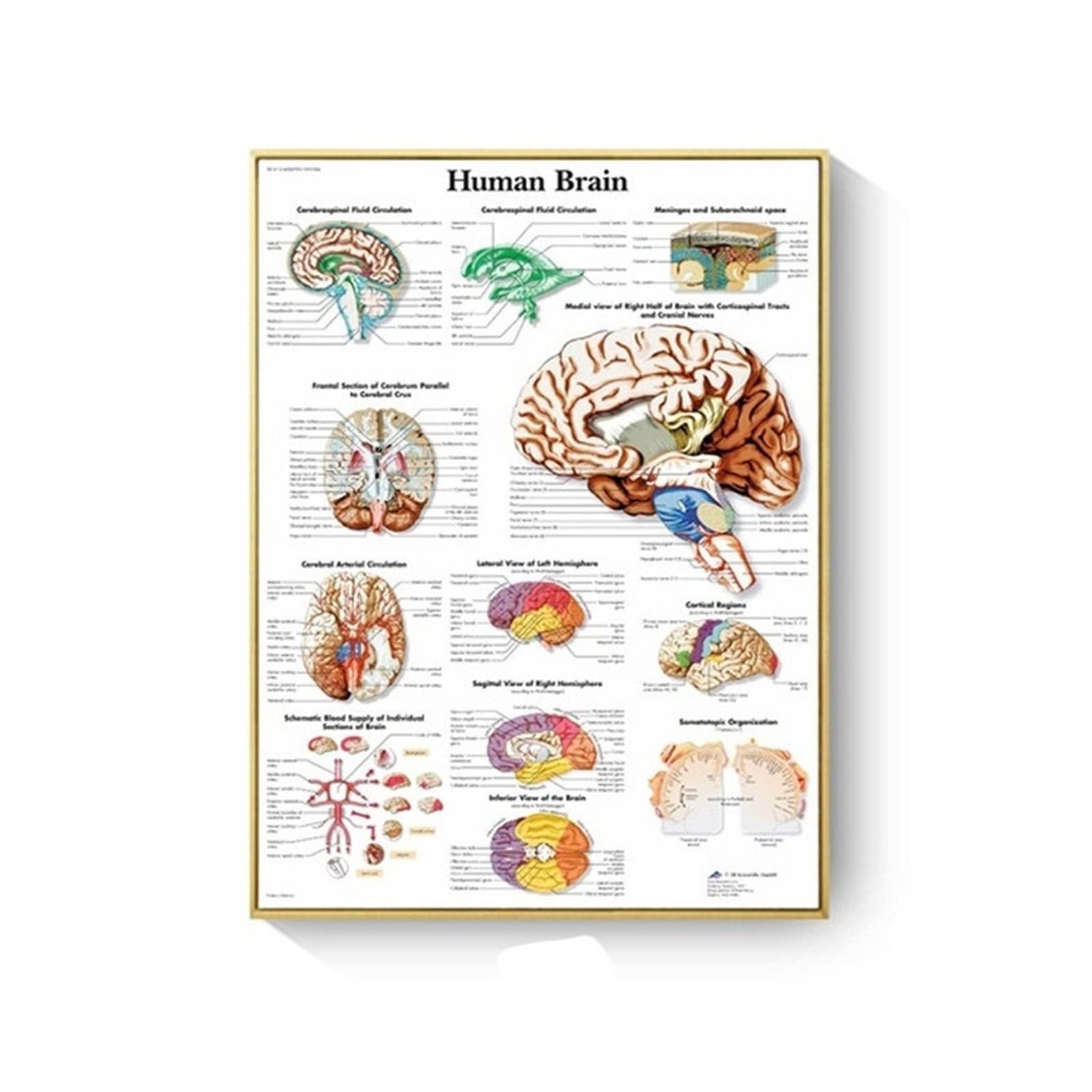 Poster anatomie humaine muscles pour décoration de salle de science